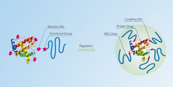 聚乙二醇化藥物