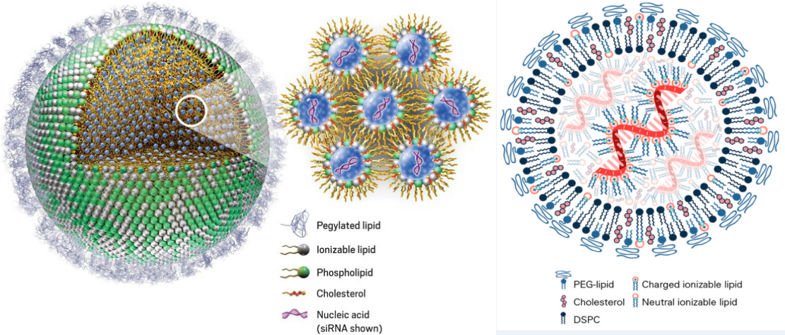賽諾邦格丨植物源膽固醇供應