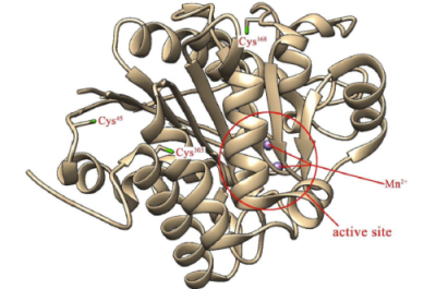 一種作為抗癌長效治療劑的生物工程精氨酸耗竭酶