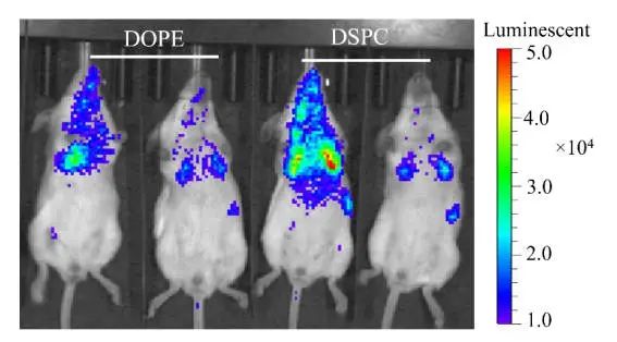 肺靶向和肝靶向LNPs的結(jié)構(gòu)差異，及其在mRNA遞送中的應(yīng)用