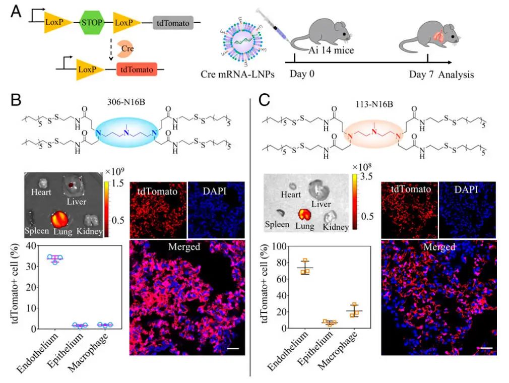 肺靶向和肝靶向LNPs的結(jié)構(gòu)差異，及其在mRNA遞送中的應(yīng)用
