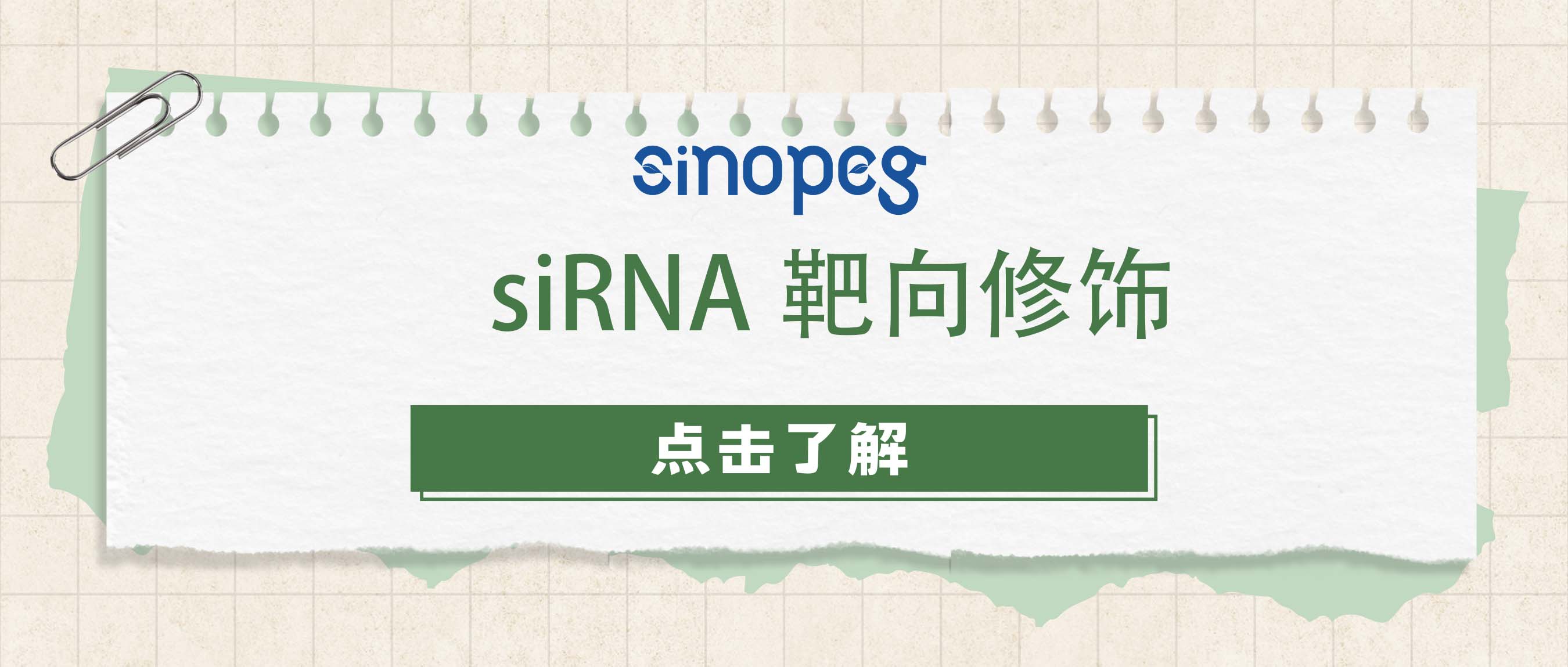 siRNA靶向修飾